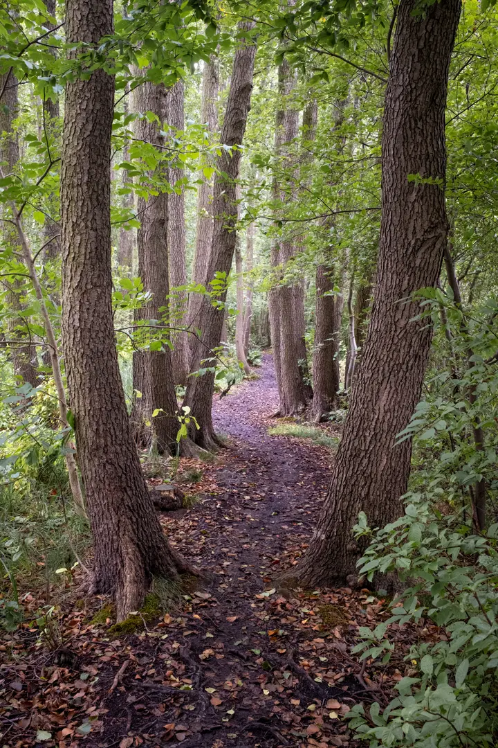 Idyllischer Waldpfad im Erlenbruch bei Netzen