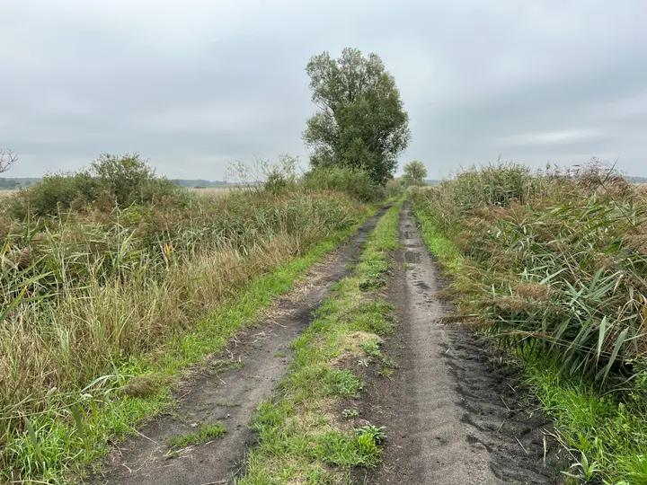 Weg durch die Wiesen am Strengsee