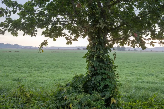 Grünlandwiesen zwischen Schmuggerow und Löwitz