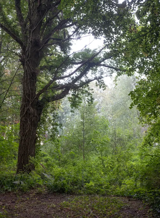Urwald im Schlosspark Löwitz
