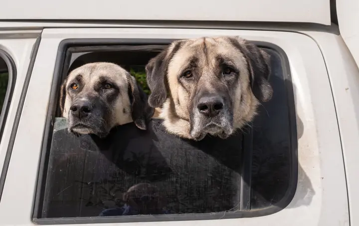 Anatolische Hirtenhunde, verputzen locker Bären und Wölfe