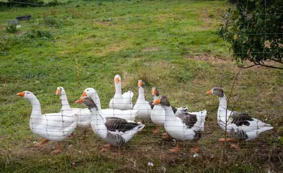 Besser als Hofhunde: motzende Wachgänse in Bugewitz