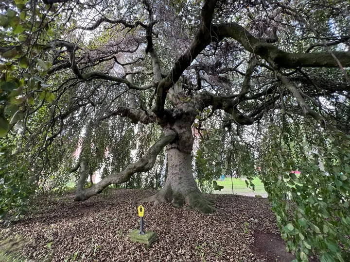 Naturdenkmal Hängebuche Perwenitz