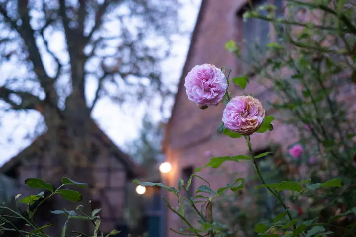 Morgengrauen am Ferienhaus Seeger