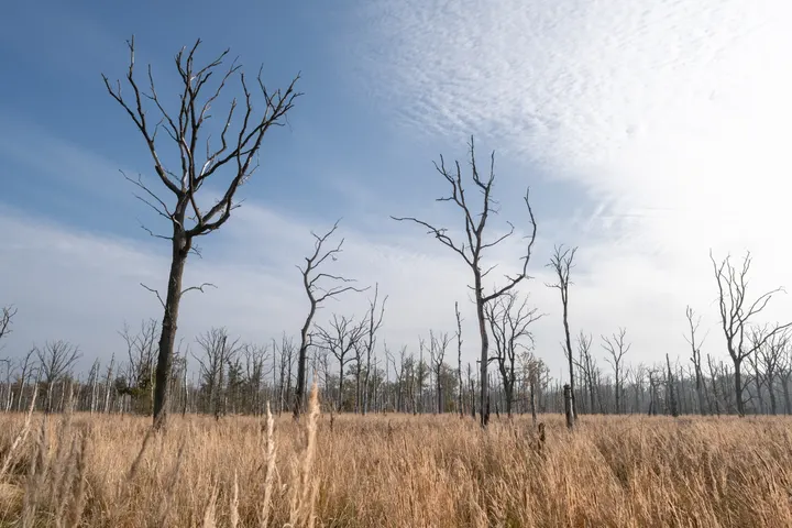 Der 'ertrunkene Wald' im Anklamer Stadtbruch