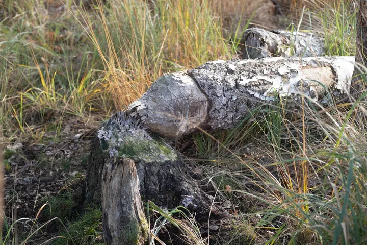 Bibers Werk: gefällte Bäume im Anklamer Stadtbruch