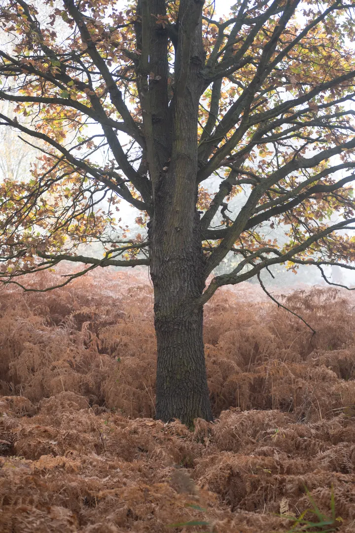 Herbstfarn in den Binnendünen von Altwarp