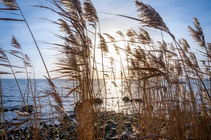 Schilf am Meer