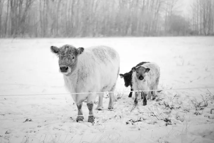 Winter in Annenwalde