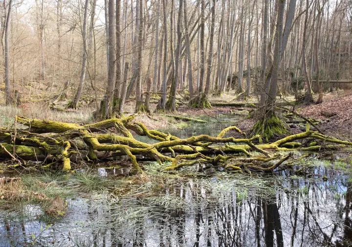 Sumpflöcher bei Görne