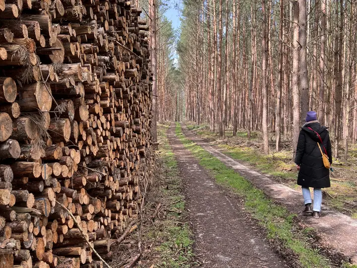 Holz soweit das Auge reicht