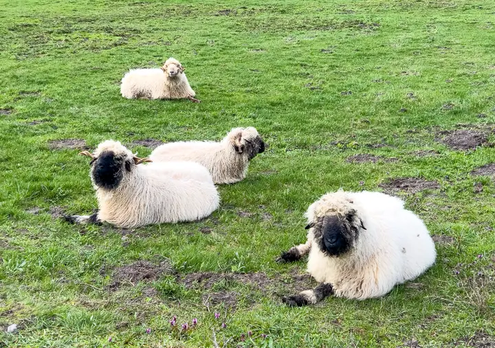 Verschlafene Schafe vor Görne