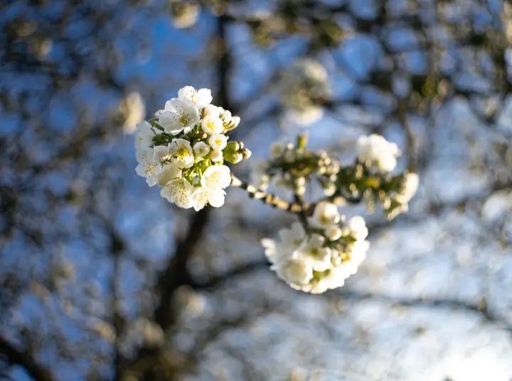 Flektogon: Offenblende Swirl