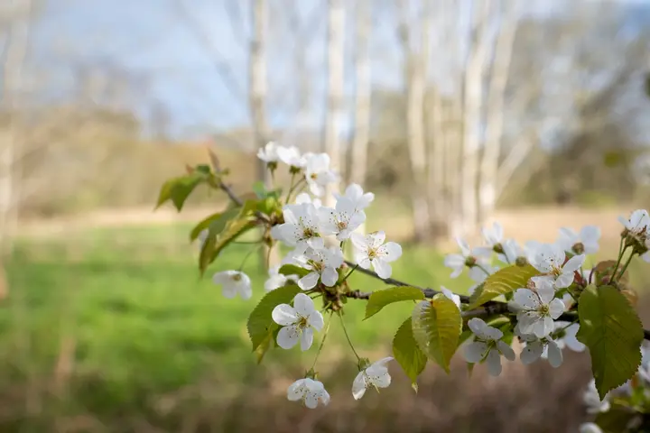 Am Ufer des Haussees