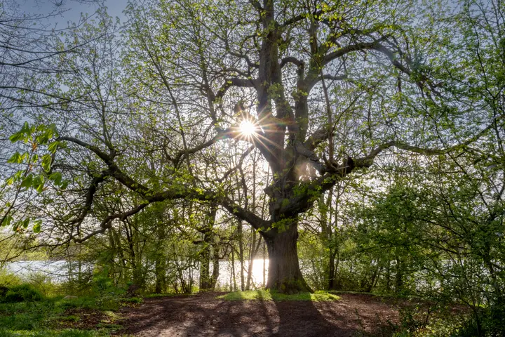 Beeindruckende Bäume am Haussee von Wolfshagen