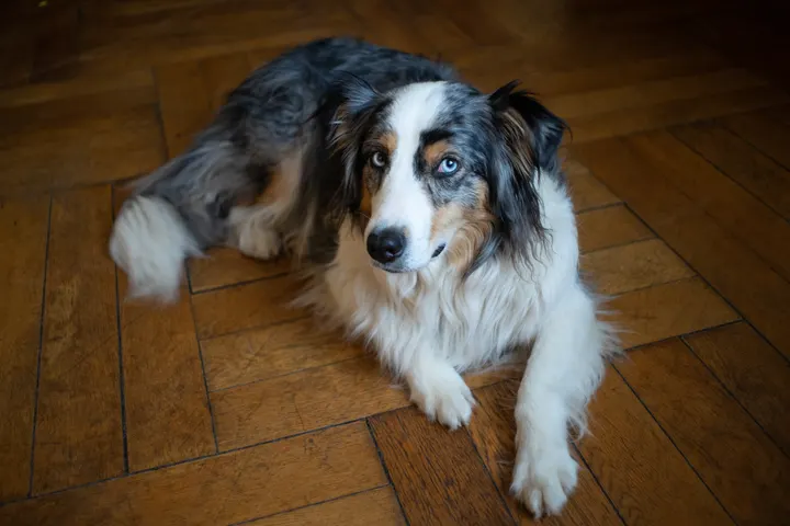 Flektogon: Offenblende Indoor