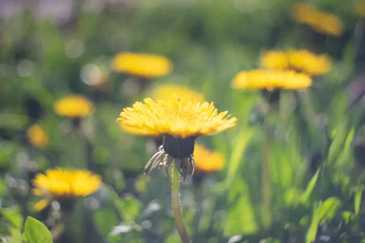 Flektogon: Gegenlicht ist kritisch