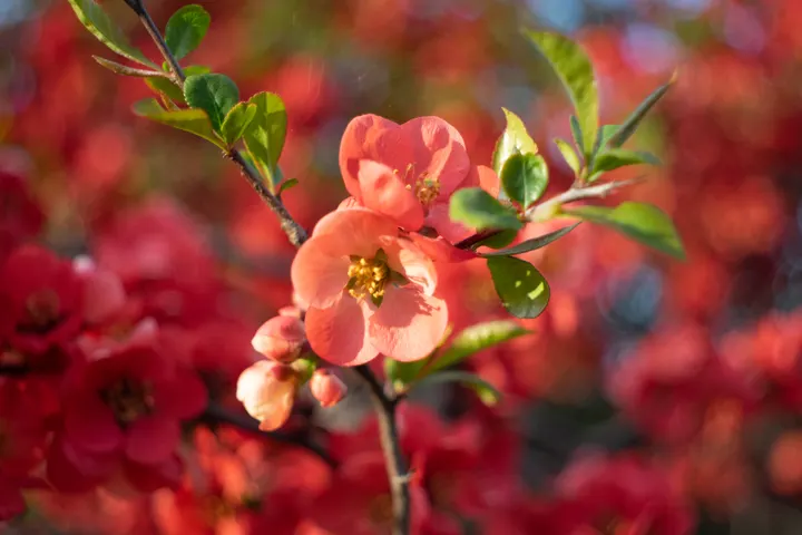 Flektogon: Schöne Farben, schönes Bokeh