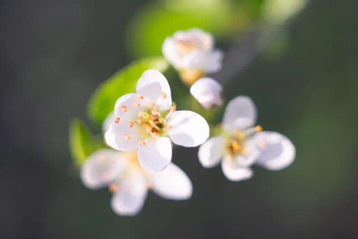 Flektogon: Überzeugende Leistung im Nahbereich