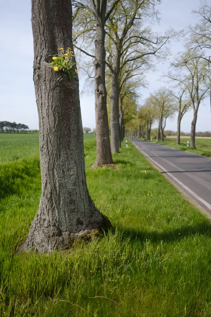 Wiesenblumen im Baum