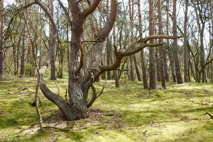 Kiefern-Urwald auf dem Hasselberg