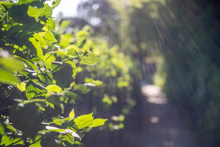 Streifige Lichtreflexe bei Gegenlicht
