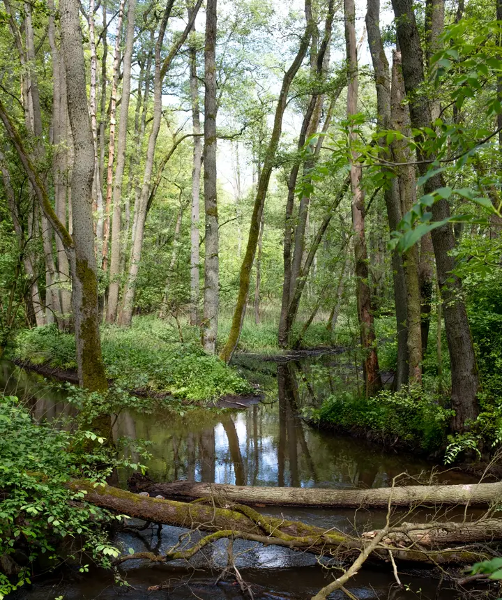 Blick von der Schafstallbrückez