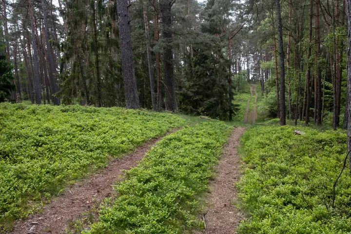 Blaubeerbüsche unter Kiefern