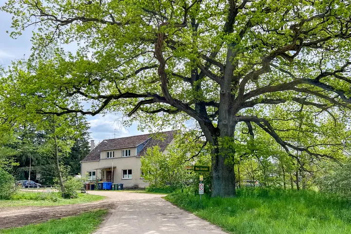 Alte Bäume, hier in Neu-Drefahl