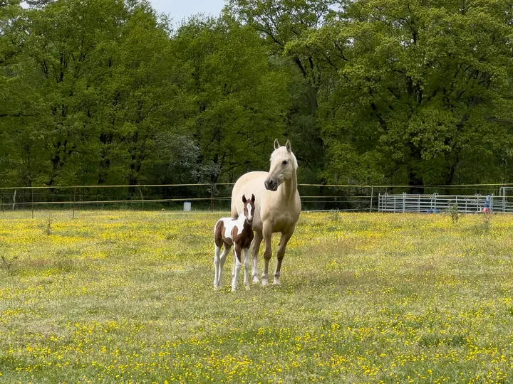 Pferdekoppel bei Neu-Drefahl