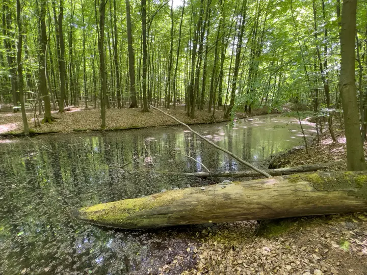 Aufgestaute Quelle des Marnitzer/Mooster Bachs