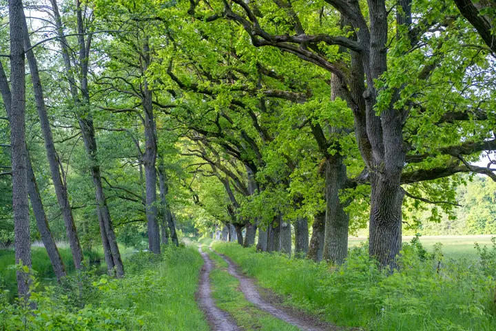 Eichenallee Friedrichsmoor