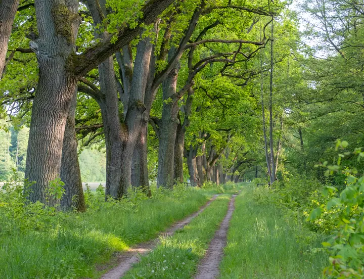 Eichenallee Friedrichsmoor