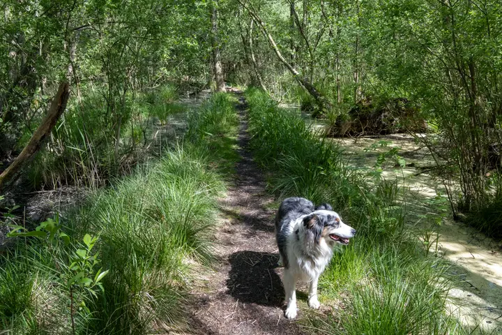 Pfad durch das Feuchtgebiet