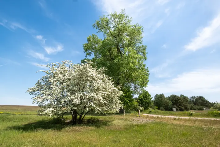 Blühender Weißdorn am Wegesrand