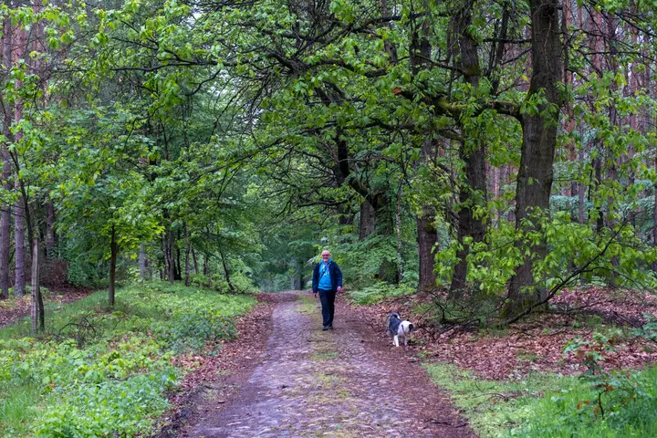 Alter gepflasterter Wanderweg im Wald Heiligengrabe