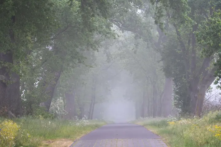 Nebliger Morgen in der Prignitz