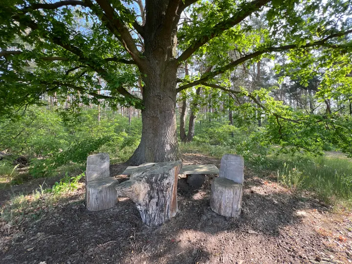 Rastplatz unter großer Eiche