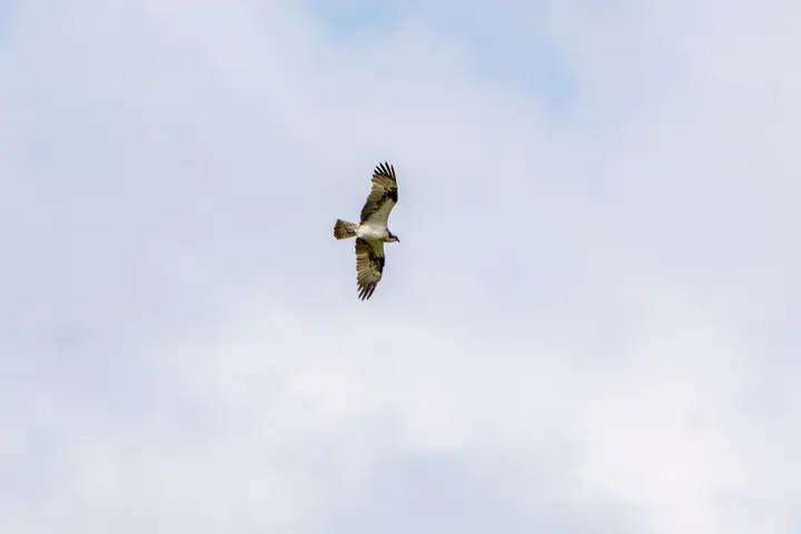 Fischadler über dem Fenn