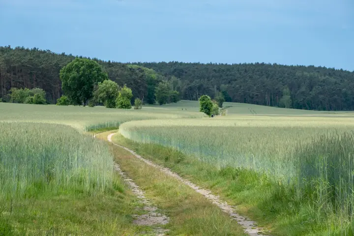 Weg durch die Felder