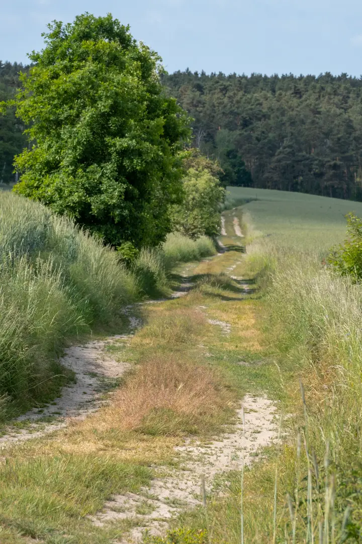 Wanderweg am Marzahner Fenn