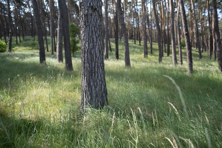 Moränenhügel am Wegesrand