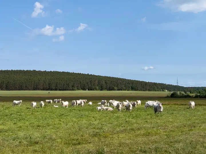 Kuhherde im Fenn