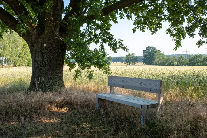Bank an der Gortzer Laake