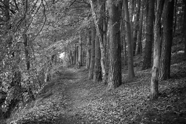 Waldpfad im Uferbereich