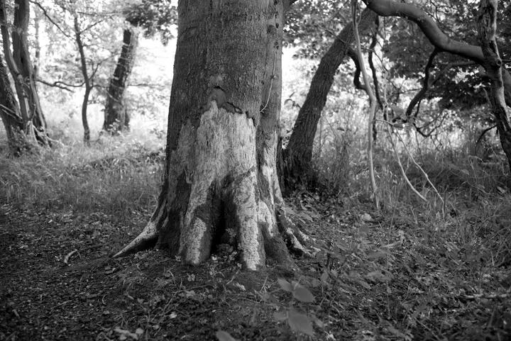 Fraßschäden? verletzte Rinde der Buchenstämme
