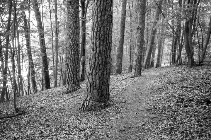 Kiefern in schön: im Miscchwald am Platkowsee