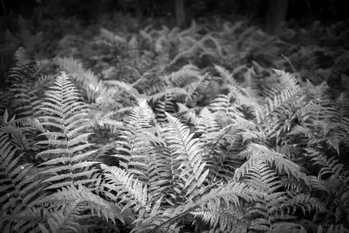 Farne im Grumsiner Buchenwald