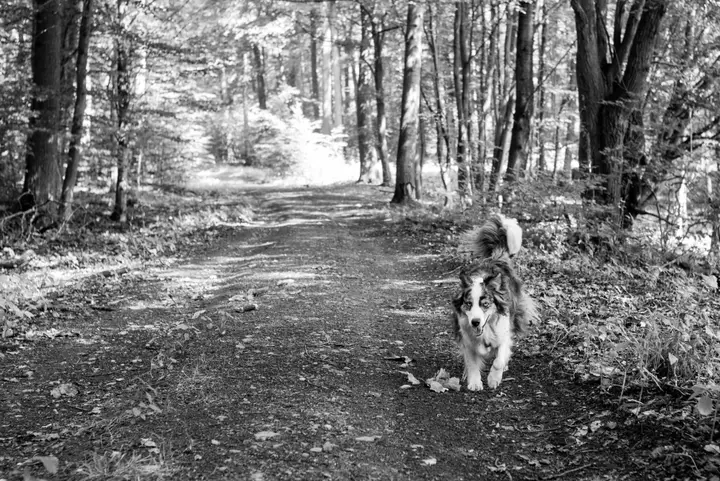 Milli auf dem Waldweg