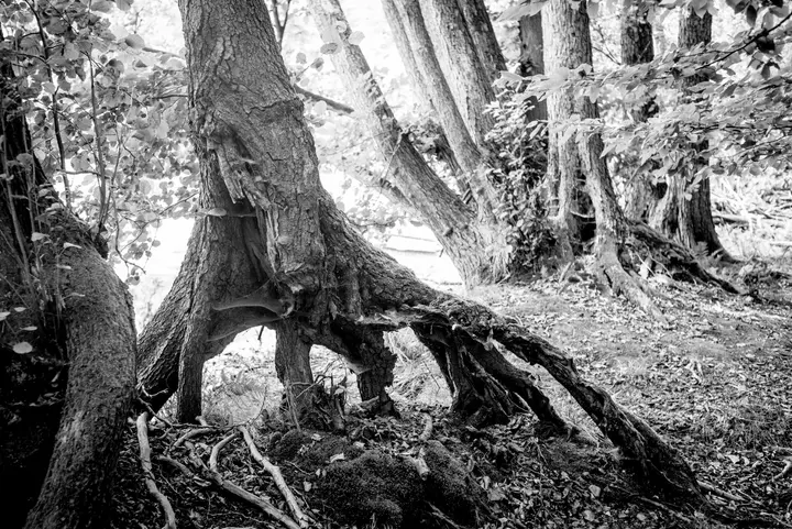 Mangrovenähnliche Bäume in den Feuchtgebieten des Grumsin